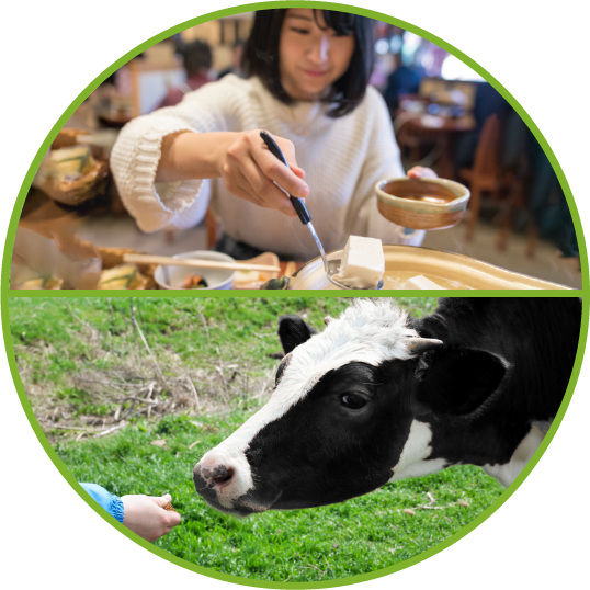 Picture of person feeding cow